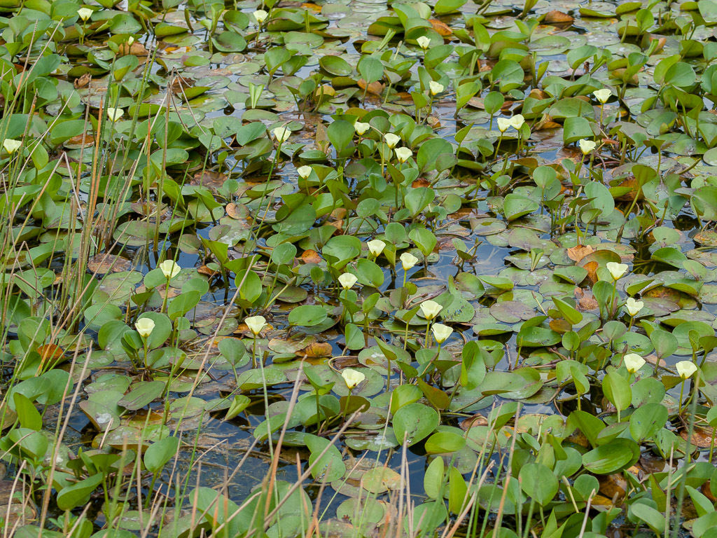Hydrocleys nymphoides